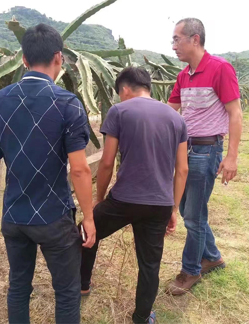 火龙果技术指导现场